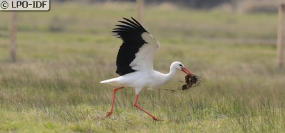 Cigogne blanche