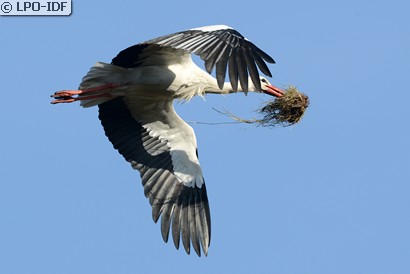 Cigogne blanche