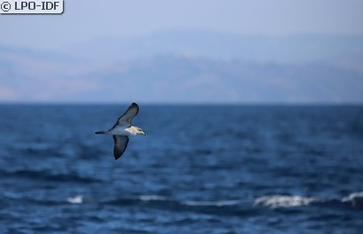 Puffin cendré