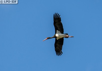 Cigogne noire