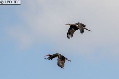 Cigogne noire