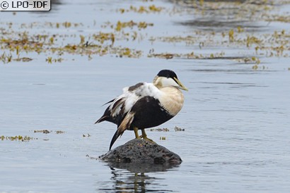 Eider à duvet