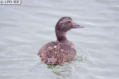Eider à duvet