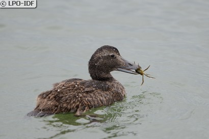 Eider à duvet
