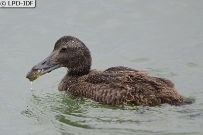 Eider à duvet