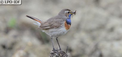 Gorgebleue à miroir