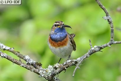Gorgebleue à miroir