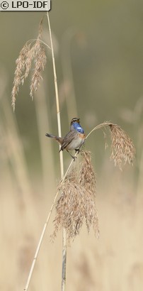 Gorgebleue à miroir