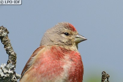 Linotte mélodieuse