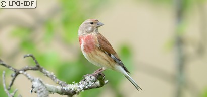 Linotte mélodieuse