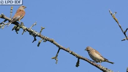 Linotte mélodieuse