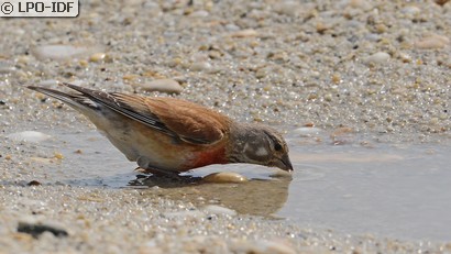 Linotte mélodieuse