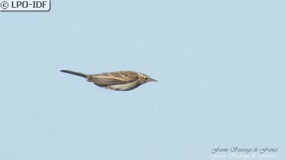 Pipit de Richard