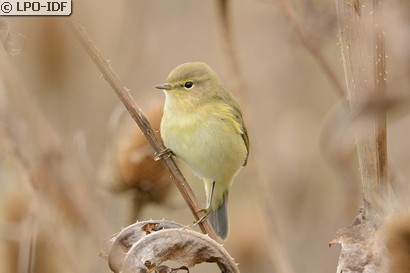 Pouillot véloce