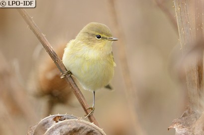 Pouillot véloce