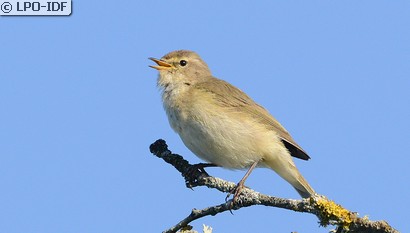 Pouillot véloce