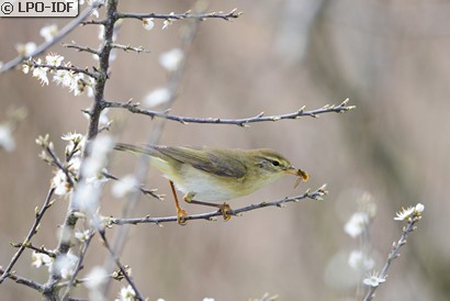 Pouillot véloce