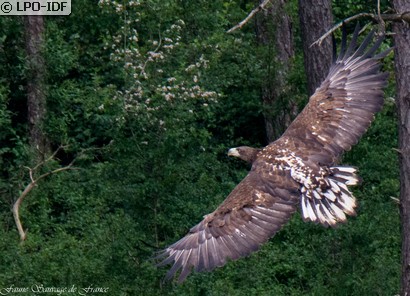 Pygargue à queue blanche