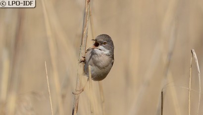 Fauvette grisette