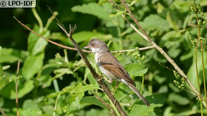 Fauvette grisette