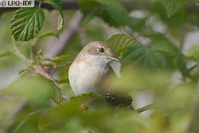 Fauvette grisette