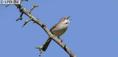 Fauvette grisette