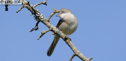 Fauvette grisette