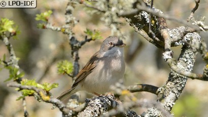 Fauvette grisette