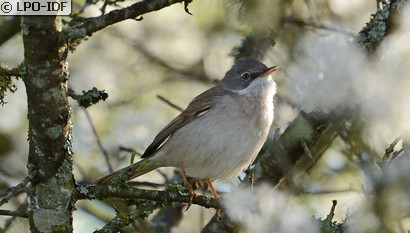 Fauvette grisette