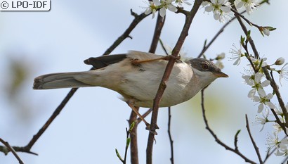 Fauvette grisette