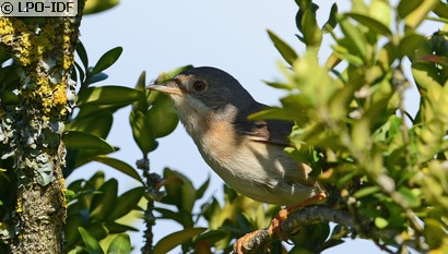Fauvette passerinette