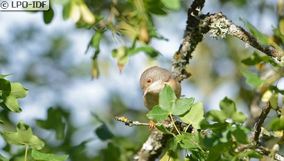 Fauvette passerinette