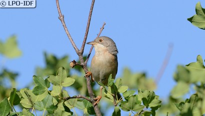 Fauvette passerinette