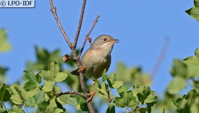Fauvette passerinette