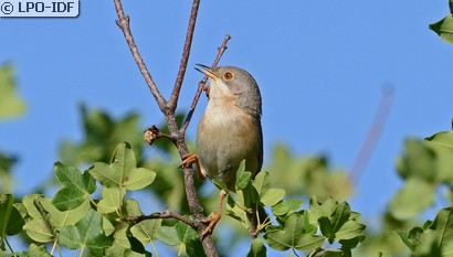 Fauvette passerinette