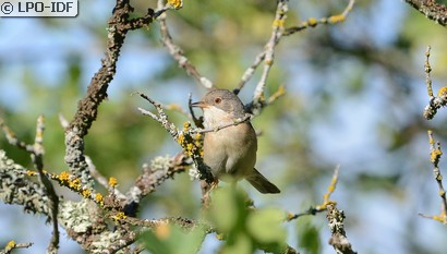 Fauvette passerinette