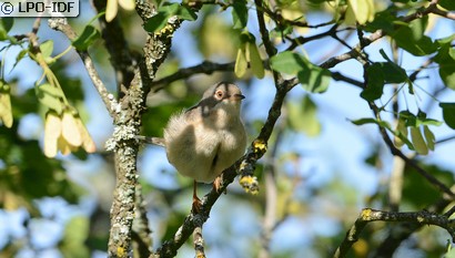 Fauvette passerinette