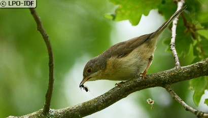 Fauvette passerinette