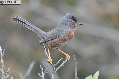 Fauvette pitchou