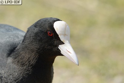 Foulque macroule
