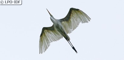 Grande Aigrette