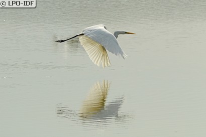 Grande Aigrette