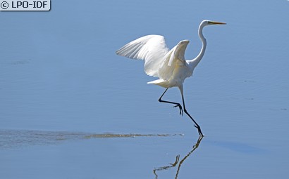Grande Aigrette