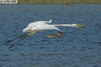 Grande Aigrette