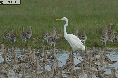Grande Aigrette