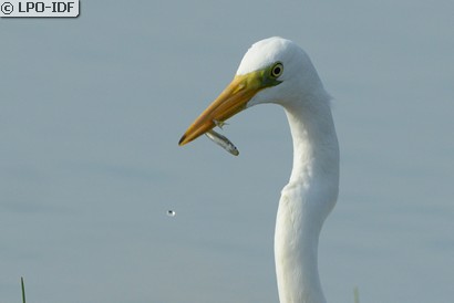 Grande Aigrette