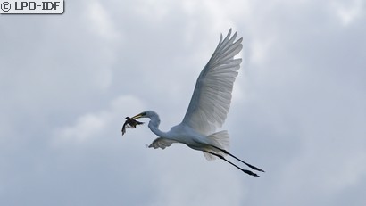 Grande Aigrette