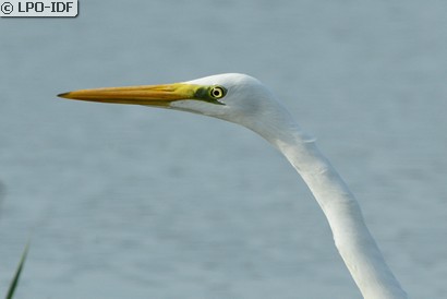 Grande Aigrette