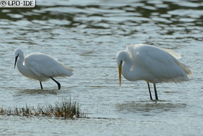 Grande Aigrette