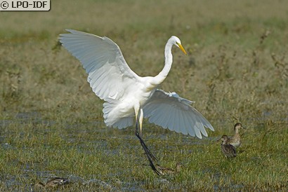 Grande Aigrette
